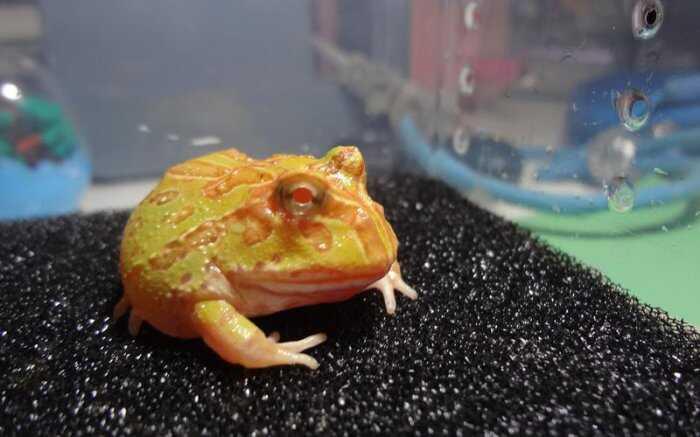 世界十大宠物蛙，红眼树蛙观赏性极高