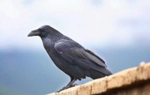 世界上十大高智商鸟类：苍鹭垫底，渡鸦排第一