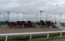 世界上最奇特的赛马：不比谁跑得快  比赛内容会让人着急上火