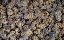 世界十大奢侈品牌咖啡：瑰夏咖啡居第二，猫屎咖啡获得冠军