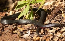 最让旅行者讨厌的蛇  从未毒死过人  但咬一口会让人不知香臭