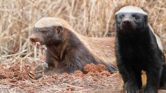 世界上最猛的动物排名，平头哥蜜獾占据第一名