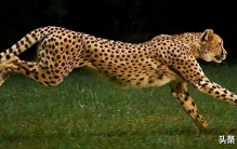 盘点世界上跑的最快的生物，哪些是你知道的？