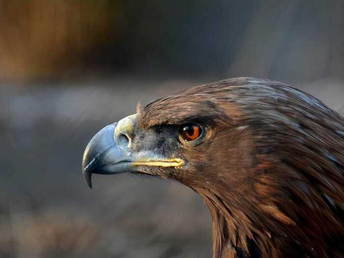 世界十大最凶猛的鹰排名：海东青居第四，金雕夺得冠军