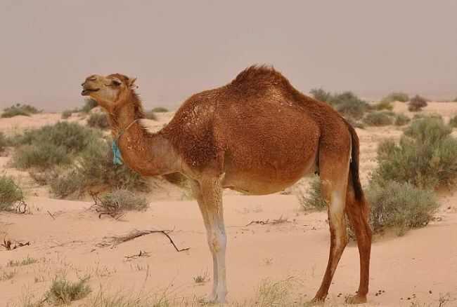生活在撒哈拉沙漠的十种动物，骆驼排第一位