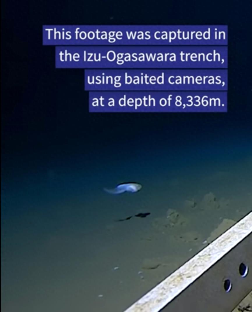 最深海鱼打破世界纪录