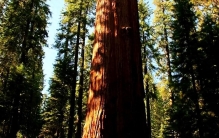 世界之最：巨木之巅——探秘世界最高的树海榄树（Hyperion）