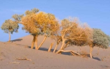 十大生命力顽强的植物：胡杨夺冠，有“沙漠守护神”美誉