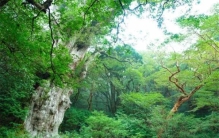 世界最贵的十大树木，日本的绳文杉居第一