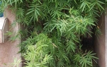 十大名贵竹子品种，凤尾竹与龟甲竹居前两名