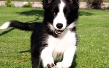 世界上智商最高的犬类 相当于人类十岁智商（聪明犬类）