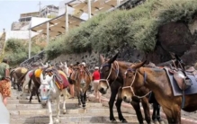 希腊奇特的驴子禁令  圣托里尼岛旅游新规定  胖子表示很受伤