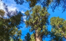 全球最高树排行榜，你能猜到第一名吗