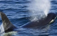 经常浮出水面呼吸的鲸鱼，却在海里睡觉，为什么它不会被憋死？