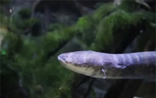 地球上有能放电、用毒的生物，为什么没有会喷火的动物？