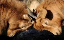 这是自然规律还是进化缺陷？为了能生存下去，连配偶孩子都能吃掉