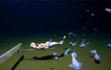 日本在八千米深海发现怪鱼 离开海水会融化（深海发现）