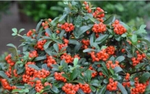 最常见的十大室内观果植物：冬红果上榜，火棘位列第一