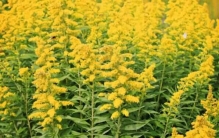 中国最可怕的十大入侵植物，加拿大一枝黄花排第一位