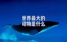 世界最大的动物是什么，蓝鲸的壮丽与奇迹 #海洋动物科普