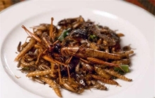 全球十大昆虫美食：活蝎子入榜，蝗虫排第一位