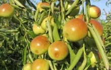 最补铁的十大水果，酸枣、草莓和椰子居前三名