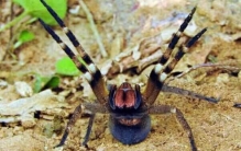 地球上10大毒蜘蛛，巴西游走蛛荣获冠军