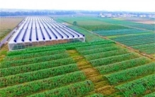 日本在山东高价租1500亩地，却闲置5年啥也不干，他们有何居心？