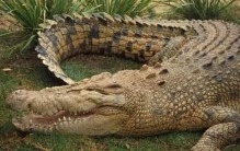 地球上10大体型最大的鳄鱼，咸水鳄稳坐头把交椅