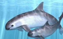 全球10大濒临灭绝的海洋动物，加湾鼠海豚排第一