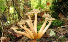 世界上最大的生命体是什么？存活2400多年，占地近9平方公里