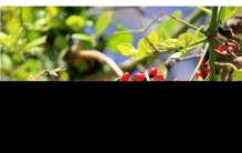 全球十大毒性最强植物：颠茄居第六，念珠豌豆居首