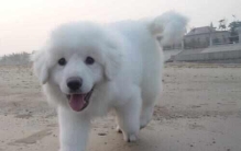 地球上5大最不爱叫的狗狗，大白熊犬排第一位