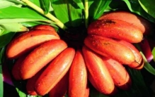 世界十大稀有水果：洛神果居第九，蓬莱蕉居首