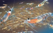 南极磷虾为什么被称为完美食物（营养价值高）