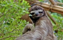 树懒那么懒为啥没有灭绝（肉质差）