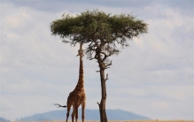 世界上最高的动物 光脖子就有两米（长颈鹿）