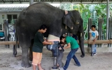 为什么马腿断了就要死呢（真菌感染）