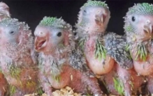 世界上最丑陋的15种动物是什么（水滴鱼 长鼻猴）