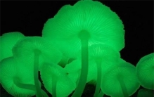 世界十大最奇特的蘑菇是什么（伞形毒菌）