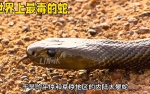 世界最毒蛇内陆太攀蛇蛇毒性是响尾蛇的288倍，是眼镜王...