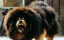 世界十大最凶悍的狗狗有哪些品种（藏獒）