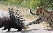 豪猪身上为什么会长刺（保护和防御机制）