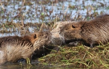 海狸为什么要筑堤呢（建造栖息地）