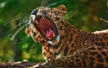 食肉动物的肉质和食草动物的肉质有什么区别（营养更丰富）