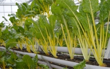 现代转基因蔬菜 对人体有没有危害（蔬菜科技）