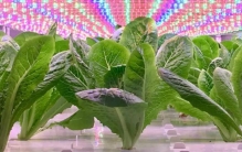 太空种植蔬菜计划 背后的科学原理与意义（太空种植）