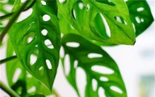 龟背竹的叶片上为什么有很多洞呢（环境影响）