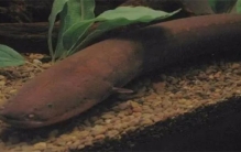 世界上有没有什么长得特别奇怪的动物（电鳗）