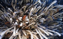 马里亚纳海沟的10种奇异生物：长相又随便又奇怪
